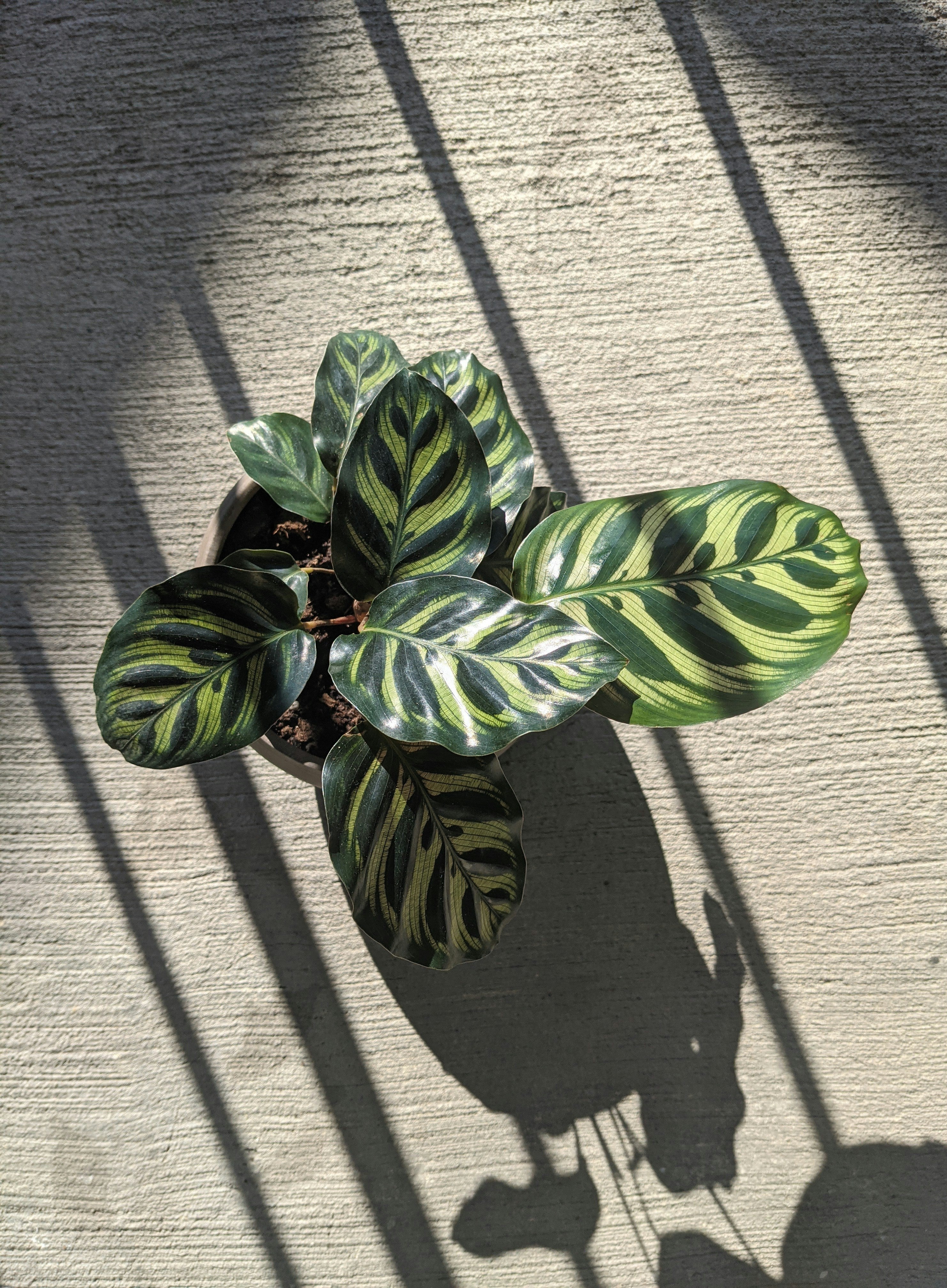 Calathea