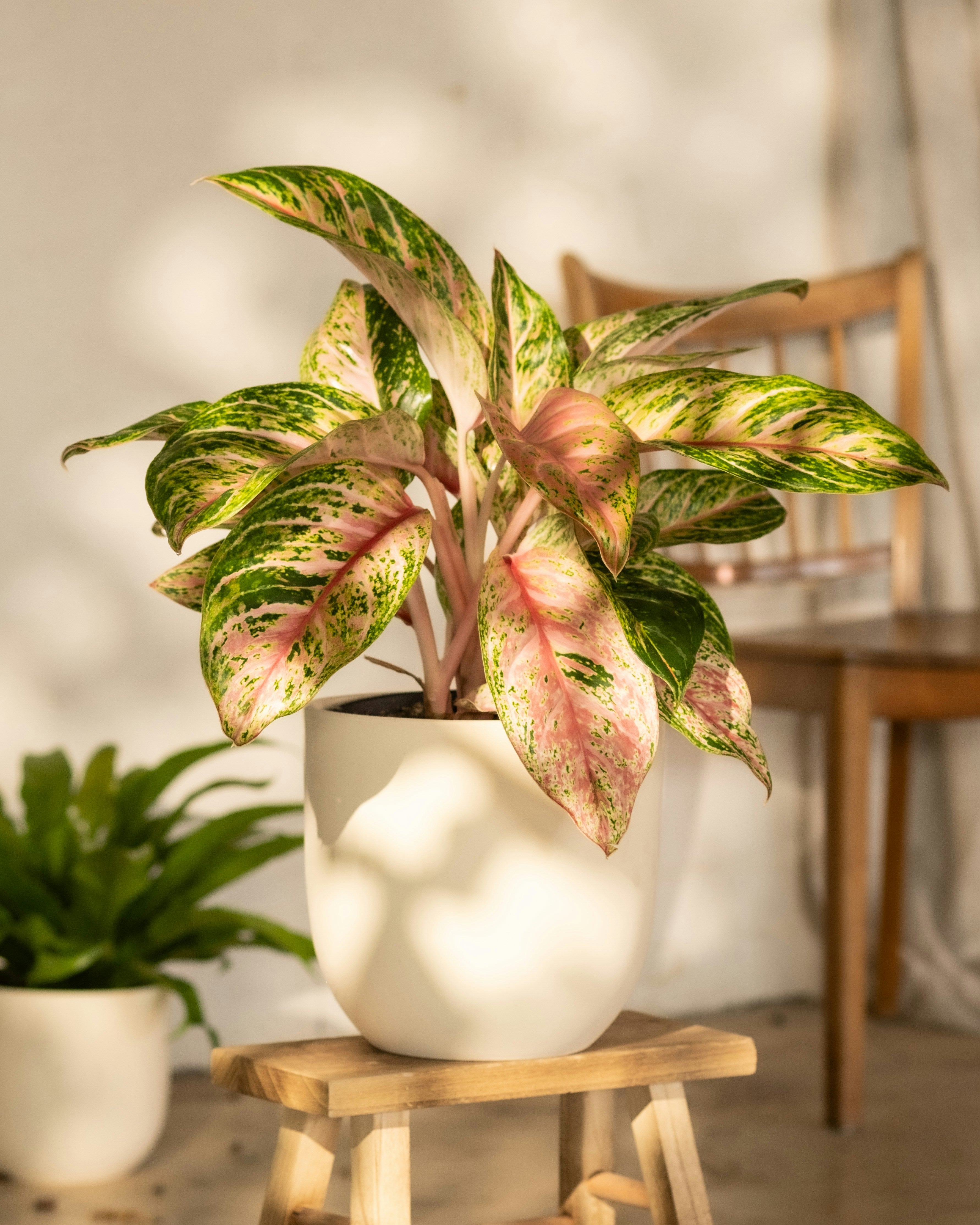 Aglaonema