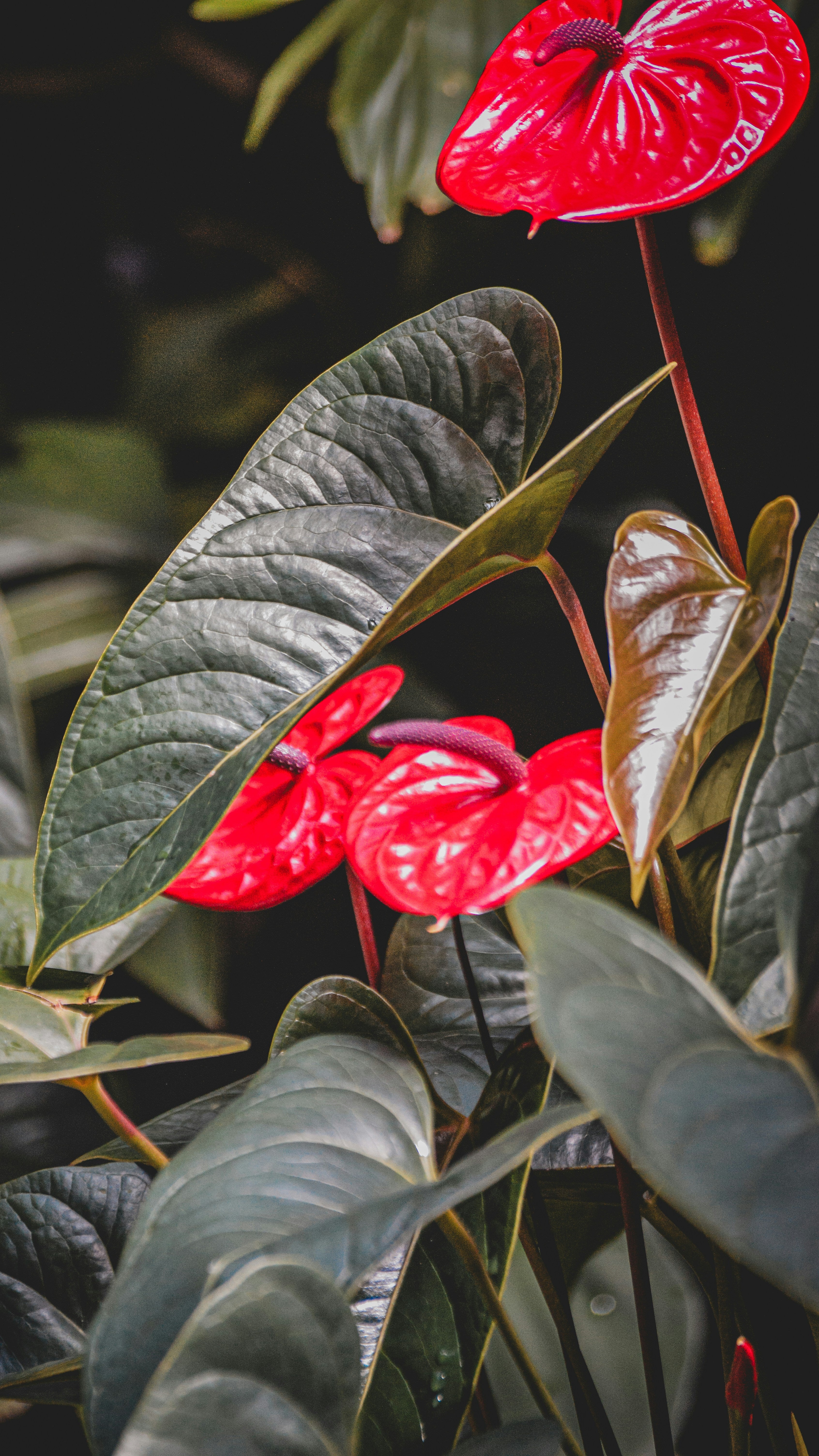 Anthurium