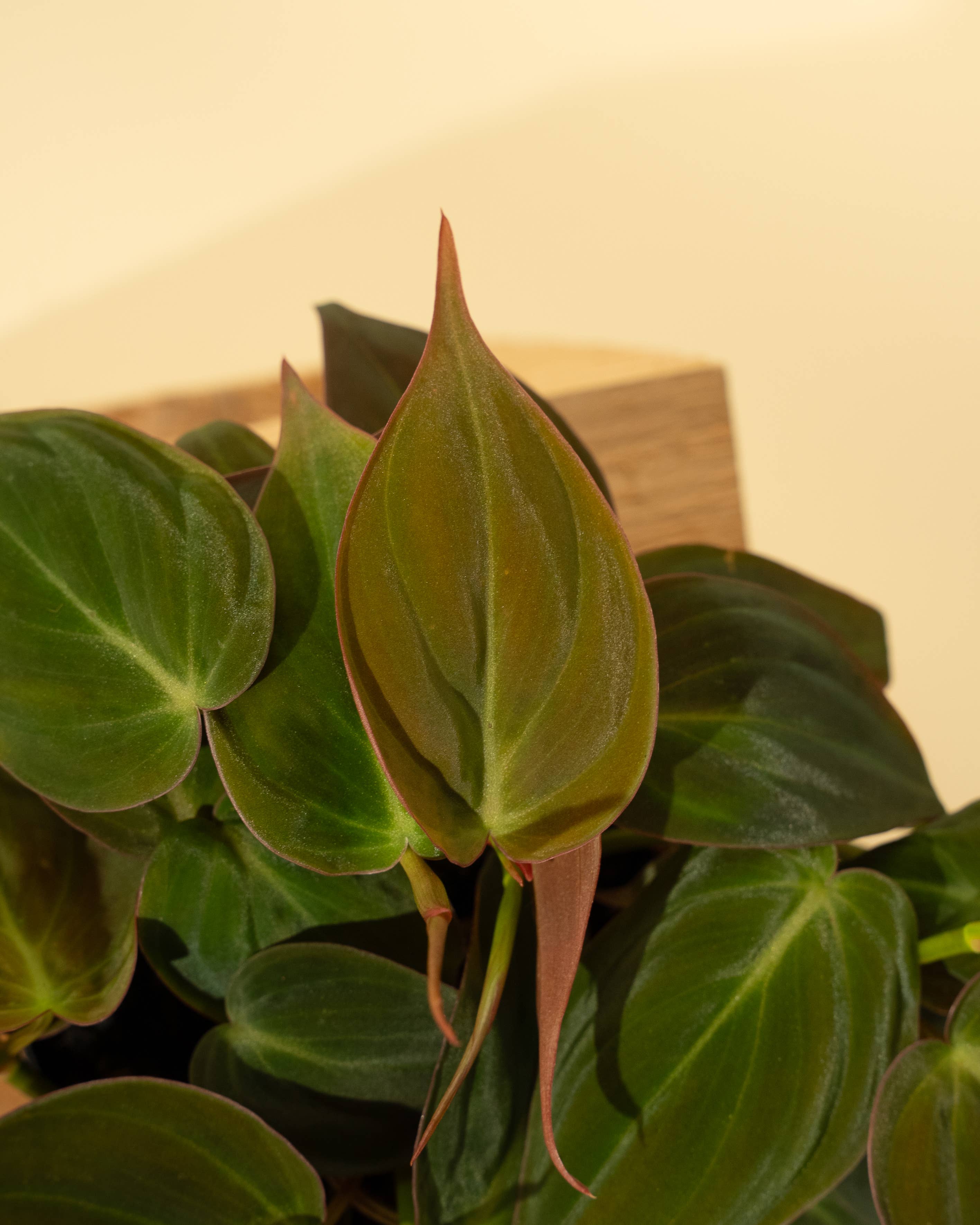 4" Philodendron 'Micans'