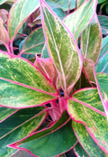 Aglaonema Siam Aurora.