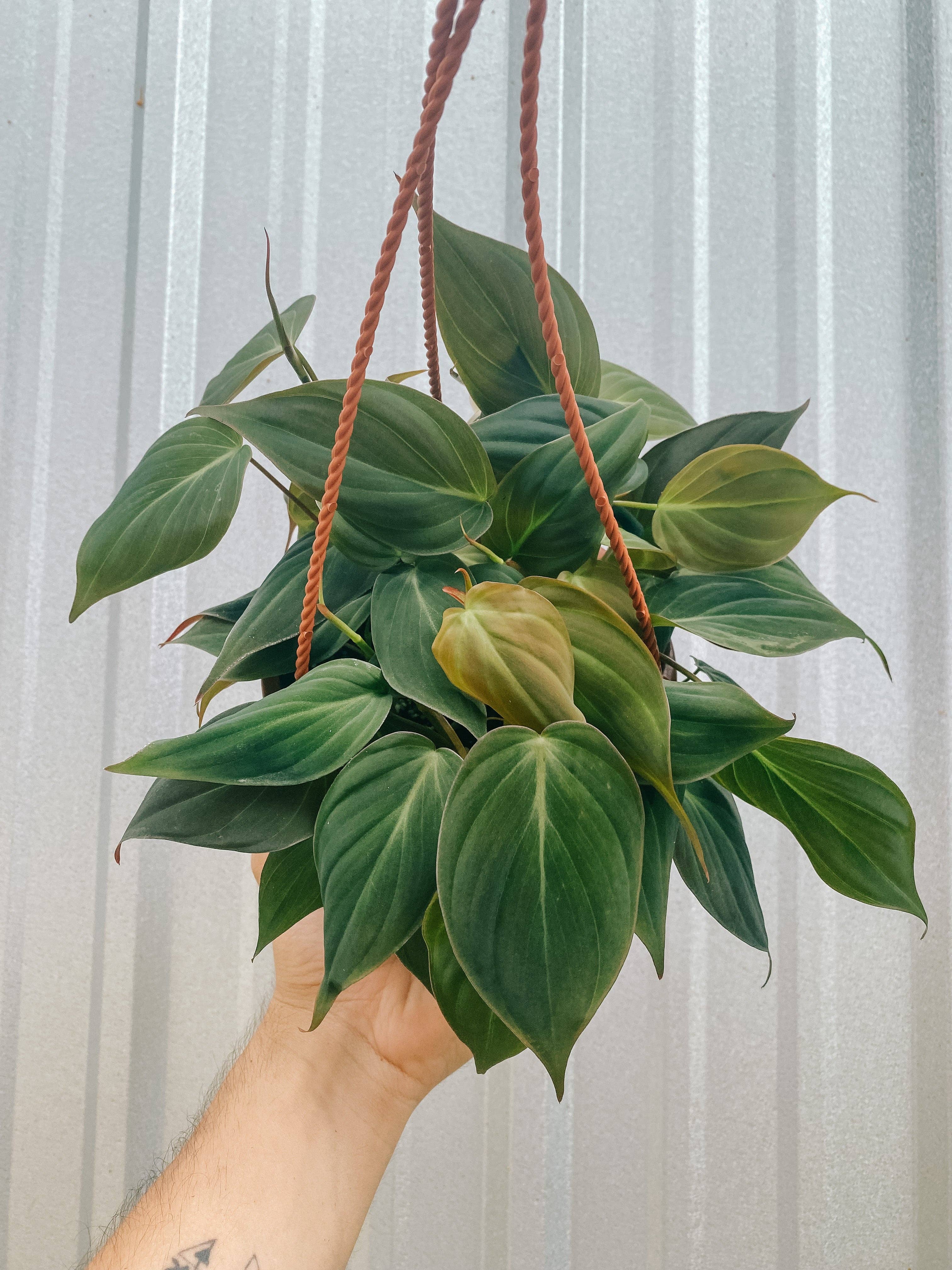 6" Philodendron 'Micans' (Hanging Basket)