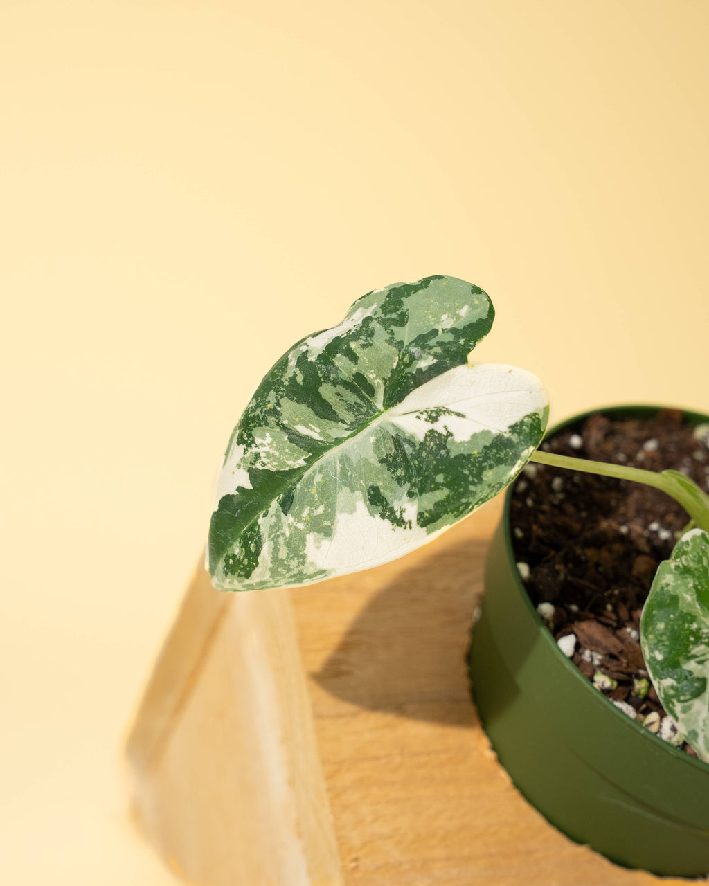 4" Variegated Alocasia 'Frydek'