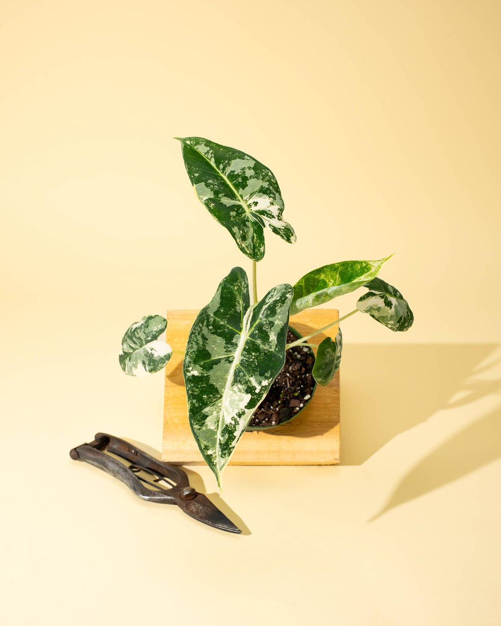 4" Variegated Alocasia 'Frydek'