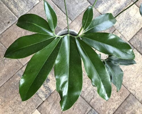 Perfect Plant Clearance - No damage. No pots. Good price.