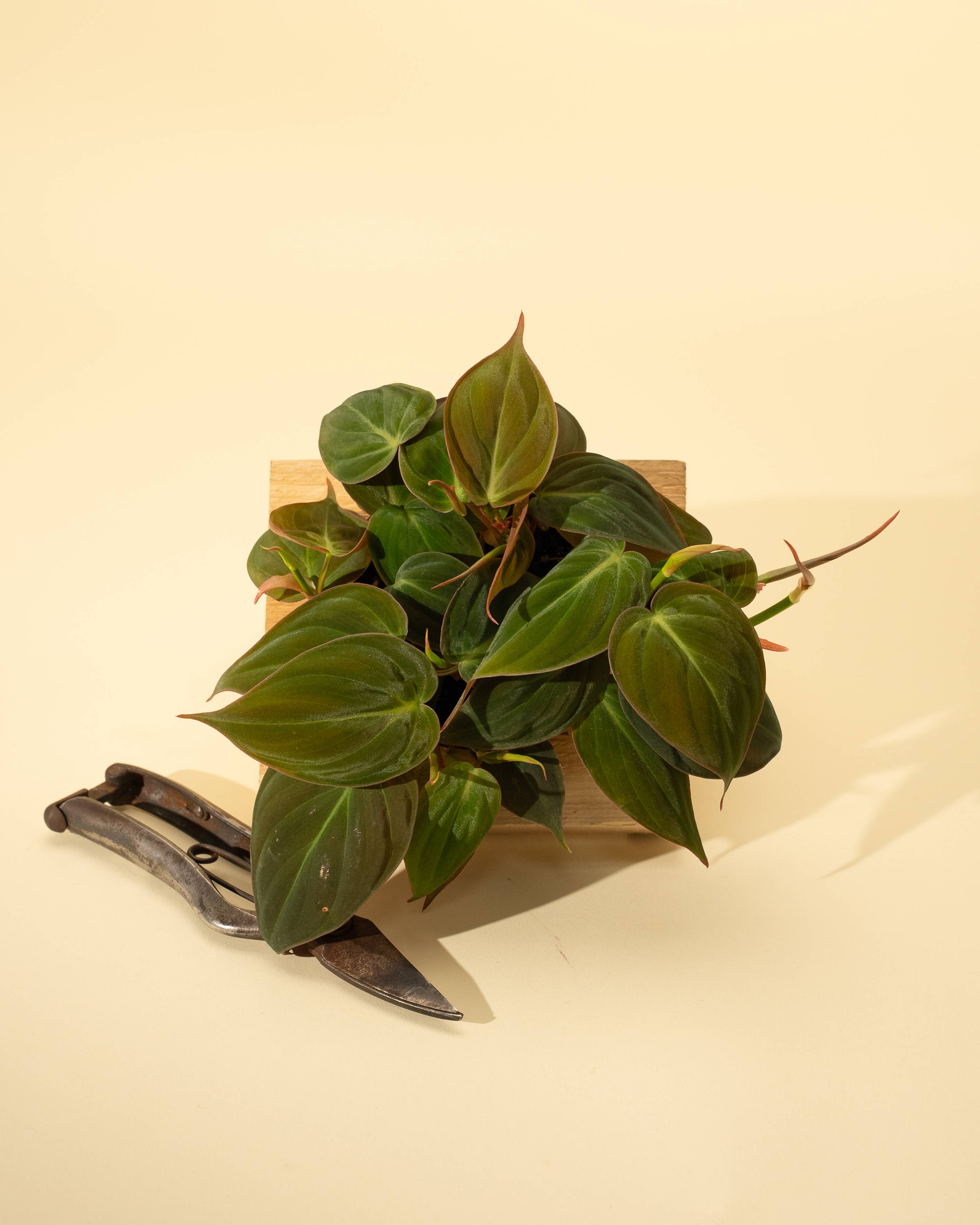 4" Philodendron 'Micans'