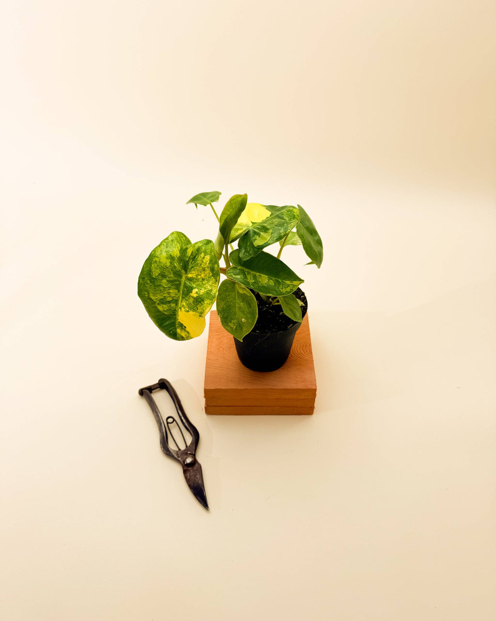 4" Variegated Philodendron 'Burle Marx'