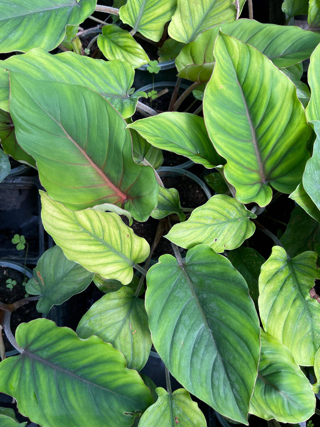 Perfect Plant Clearance - No damage. No pots. Good price.