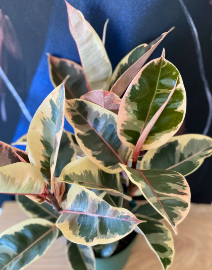 Ficus Tineke. 2-3 inch starter plant.