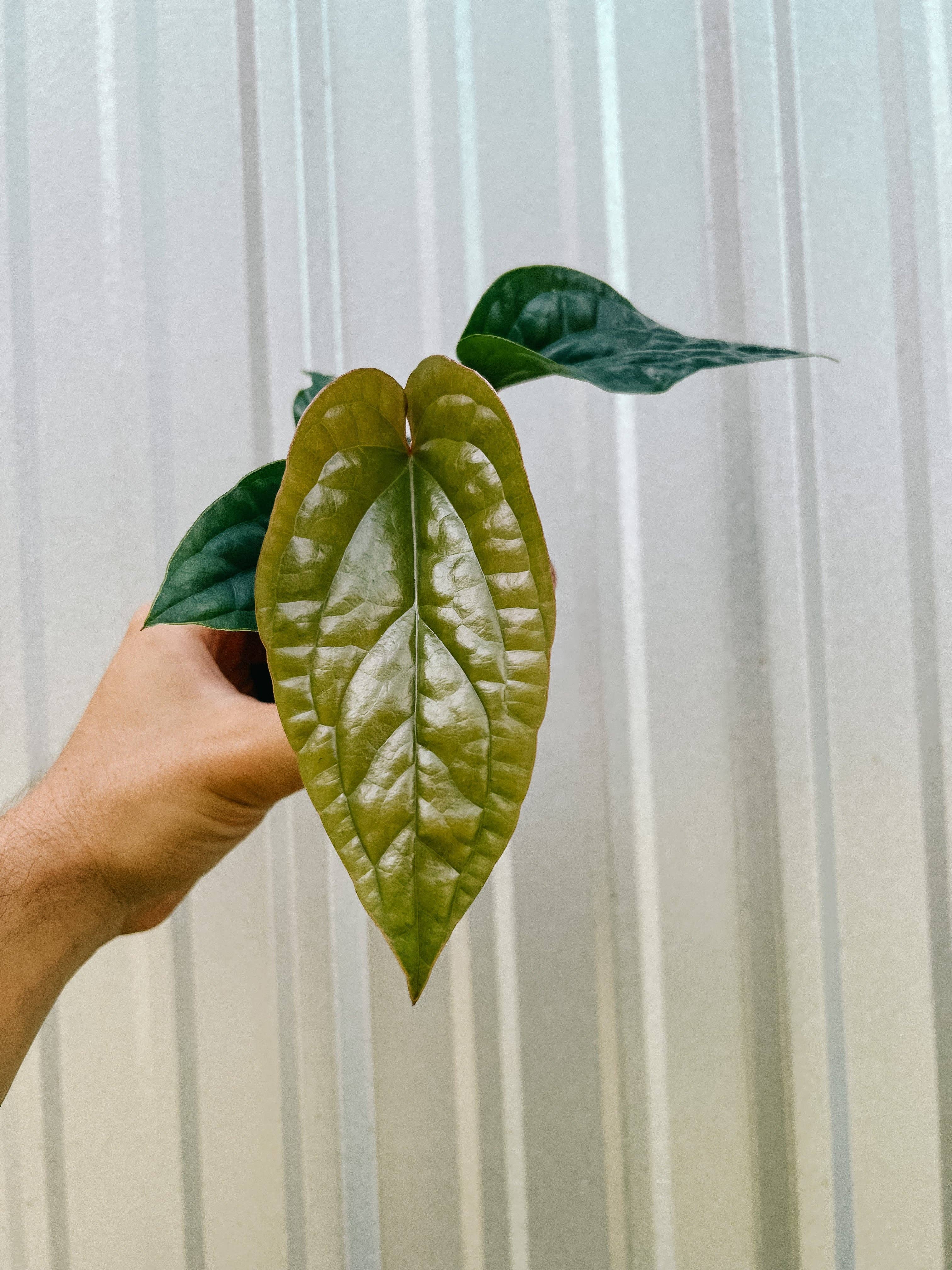 4" Anthurium 'Radicans x Luxurians'