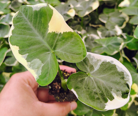 Alocasia Mickey Mouse.