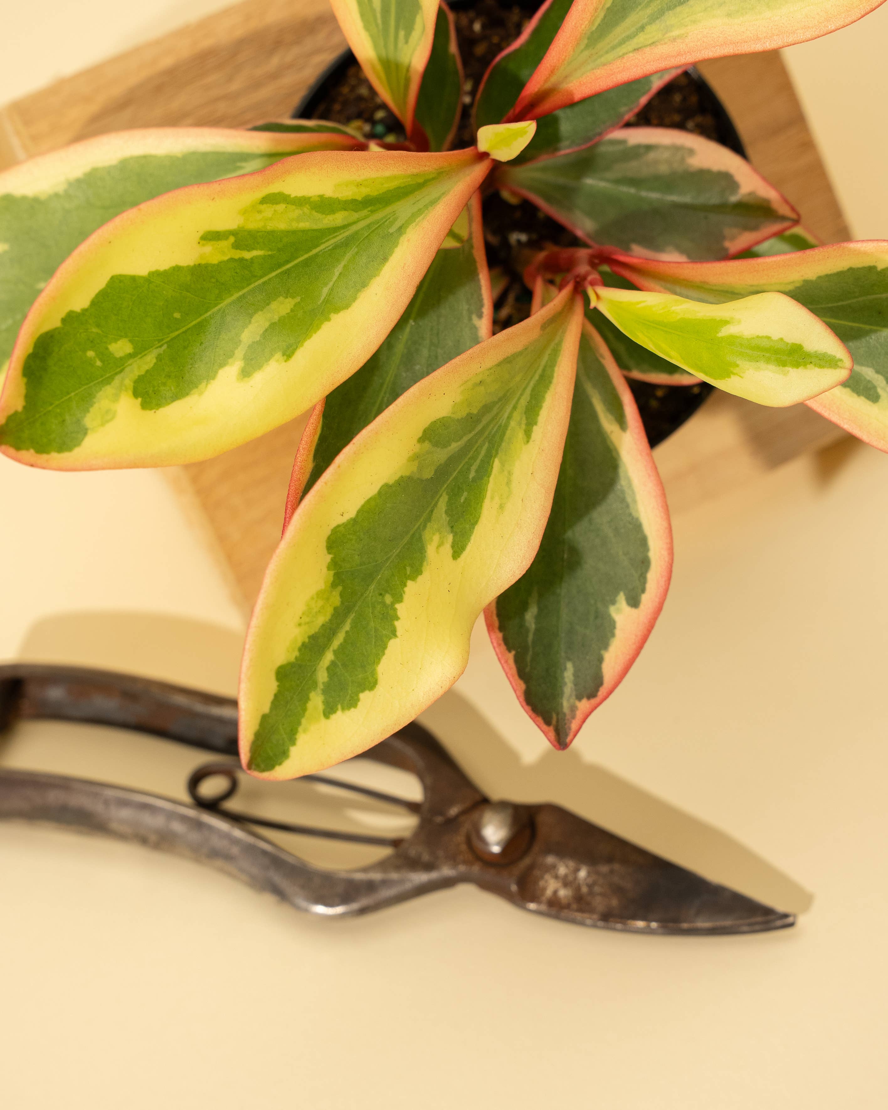 4" Peperomia 'Ginny'