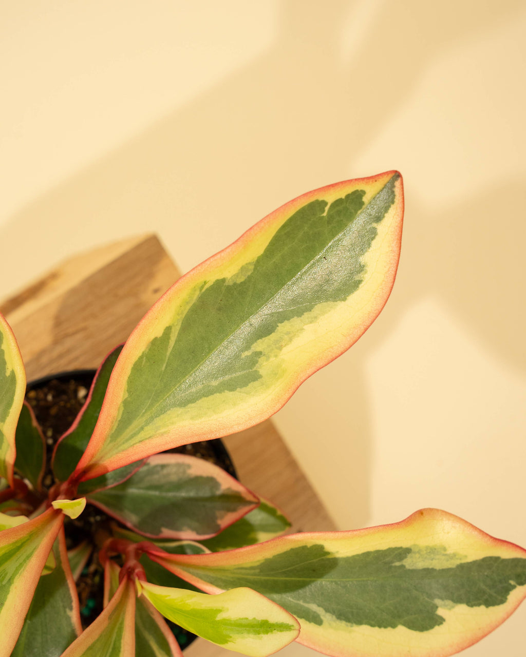 4" Peperomia 'Ginny'