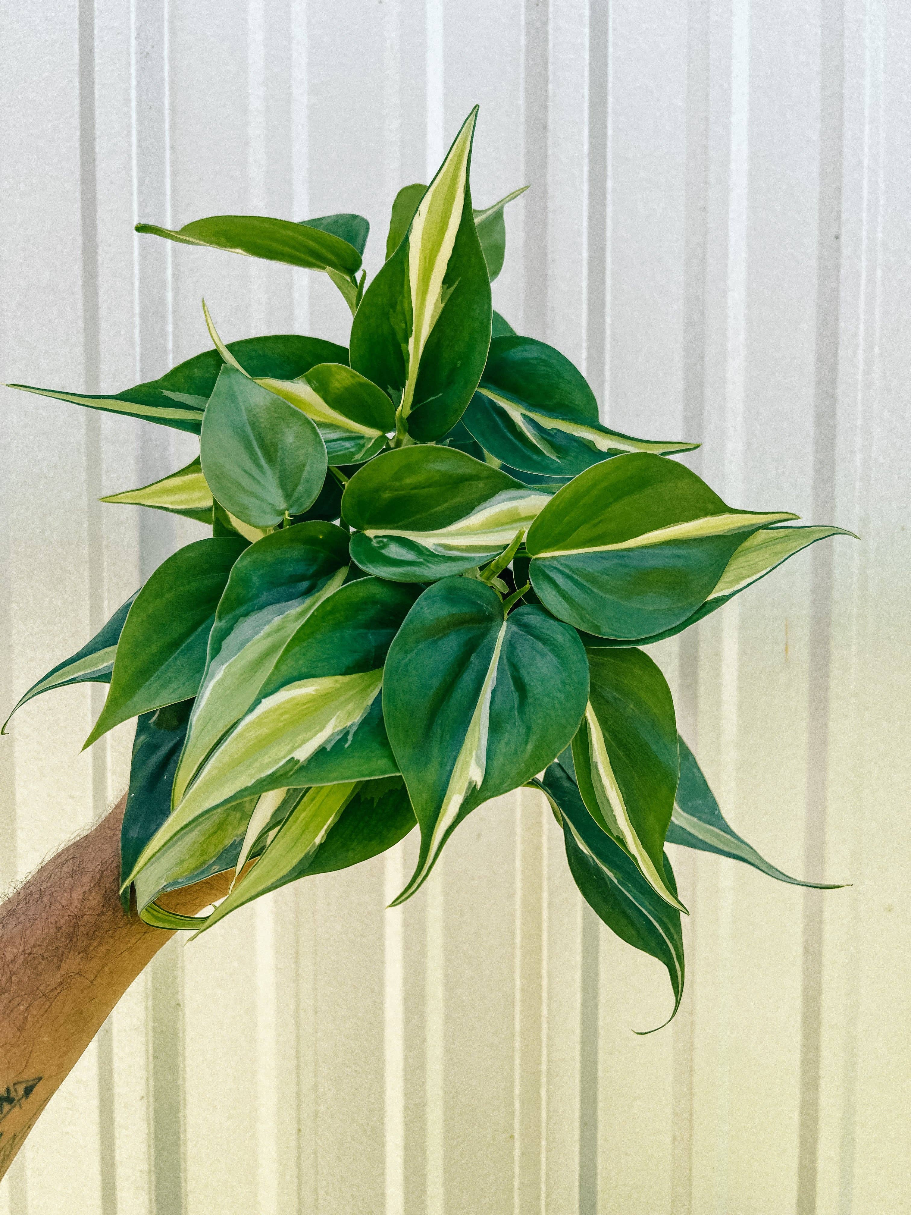 4" Philodendron 'Silver Stripe'