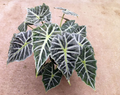 Alocasia Mandalay