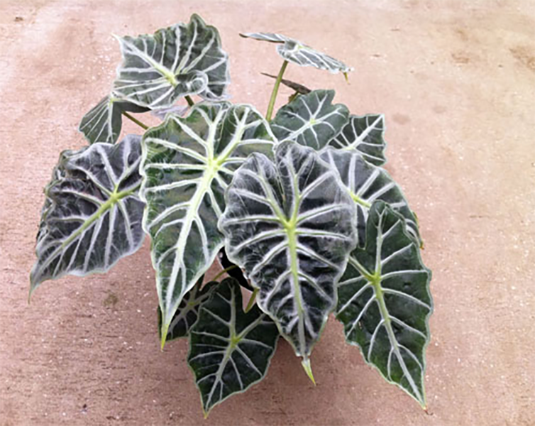 Alocasia Mandalay