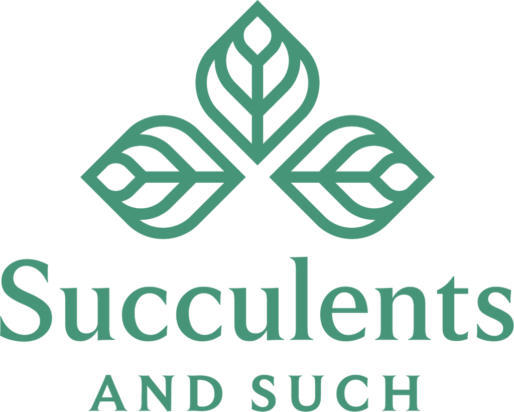 4" Alocasia COMBO Live Plant Assortment