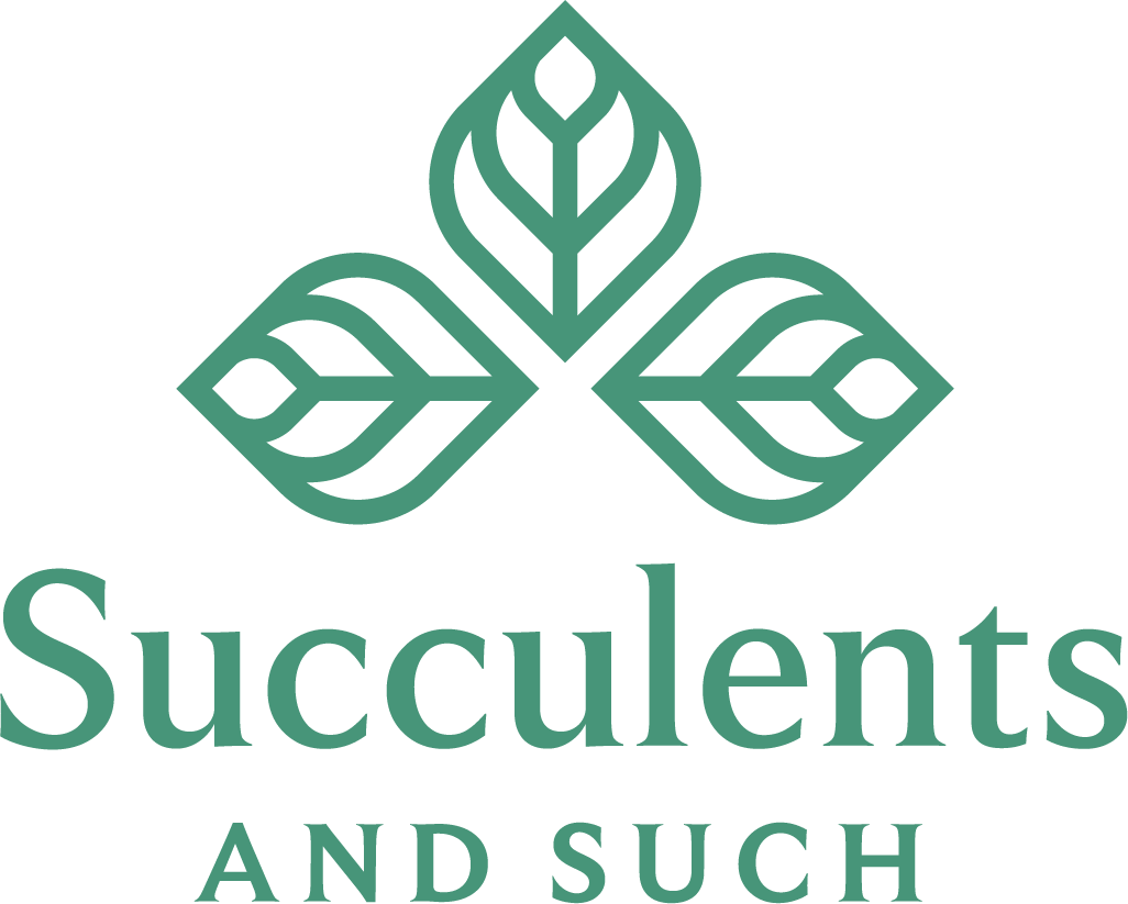 4" Alocasia COMBO Live Plant Assortment