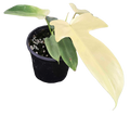 Philodendron Florida Ghost 4 inch Grower Pot