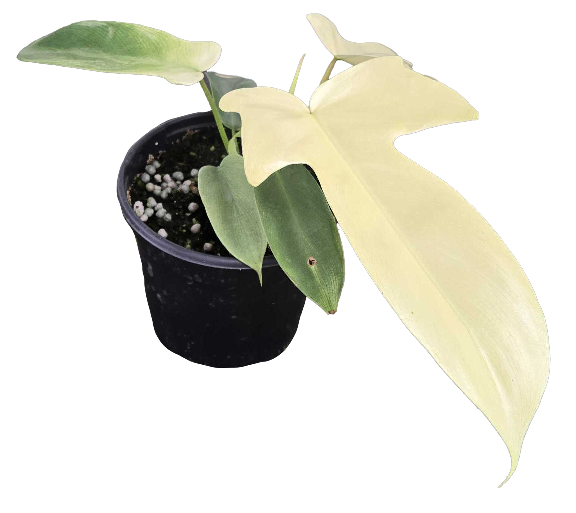 Philodendron Florida Ghost 4 inch Grower Pot