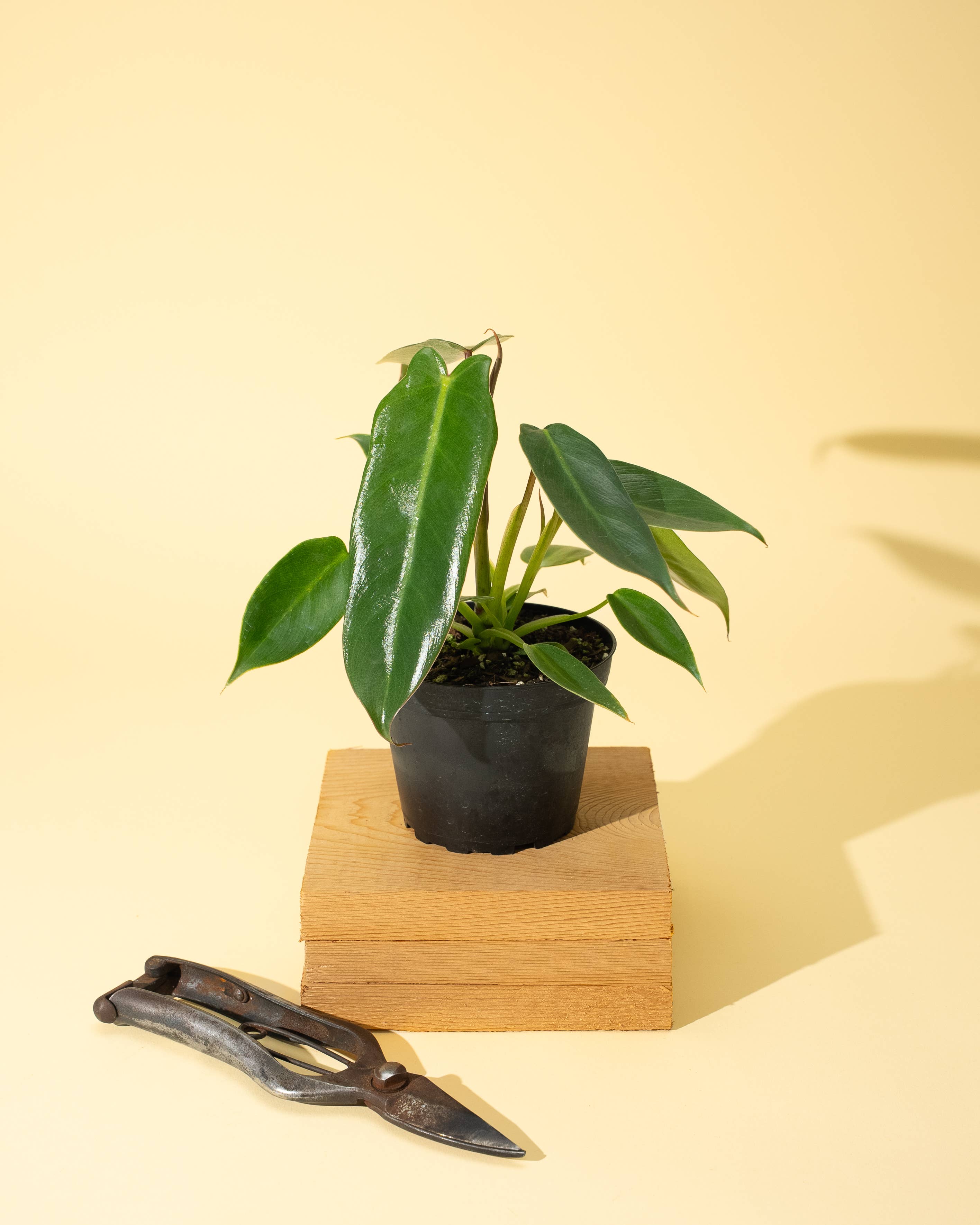 4" Philodendron 'Spiritus Sancti'