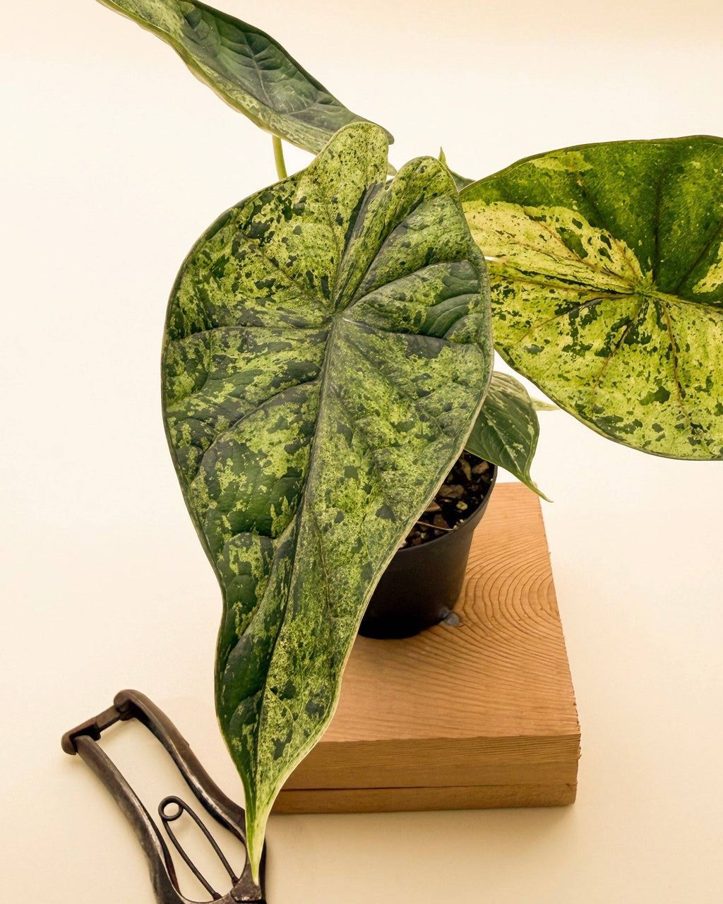 4" Variegated Alocasia 'Green Dragon Scale Mint'