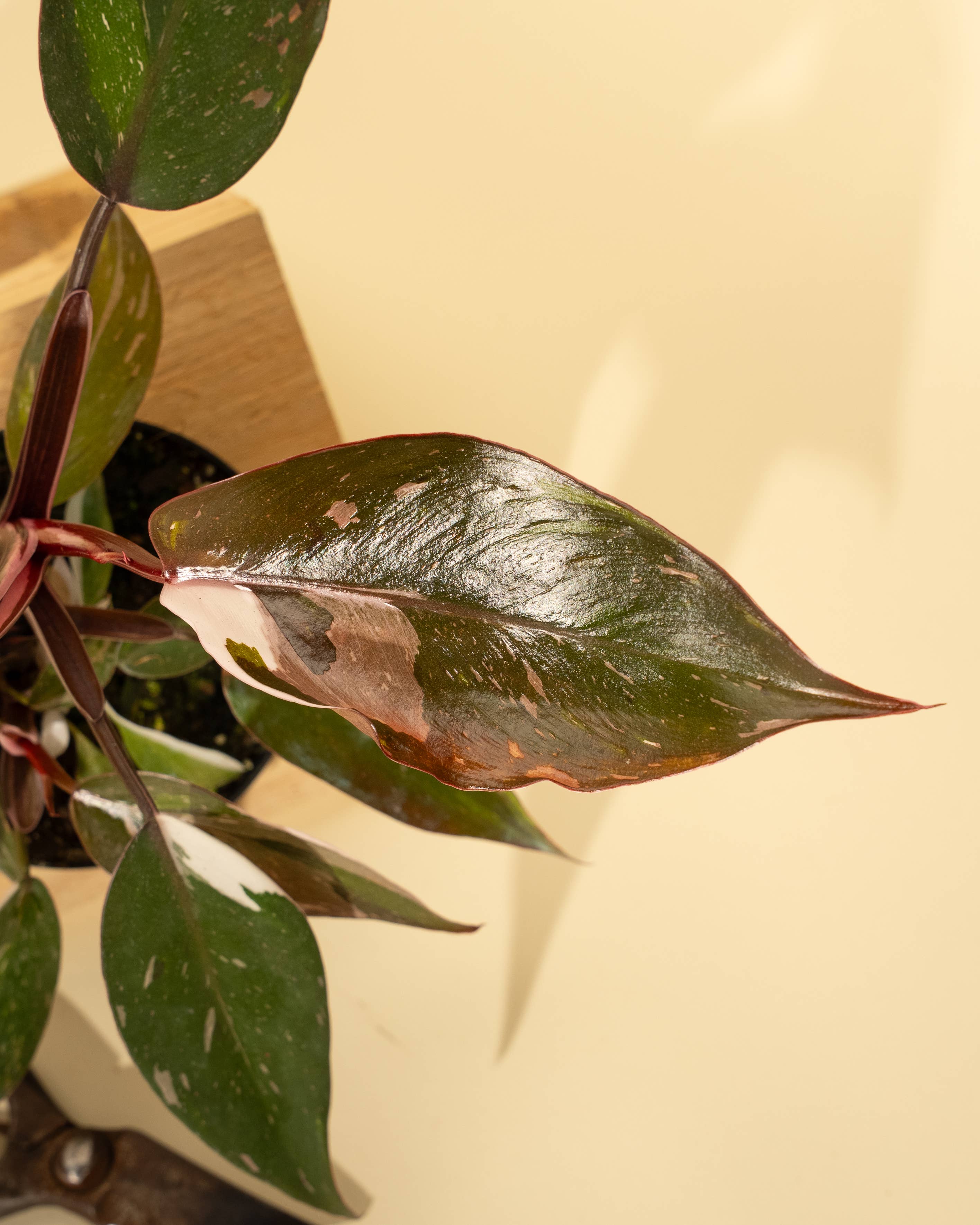 4" Philodendron Red Anderson 'Pink Knight'