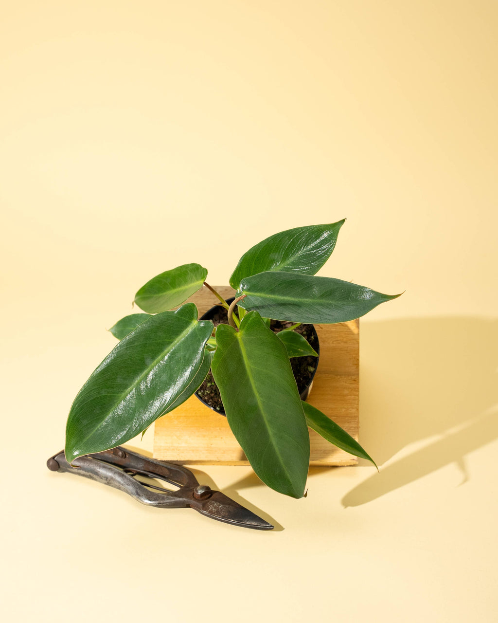 4" Philodendron 'Spiritus Sancti'