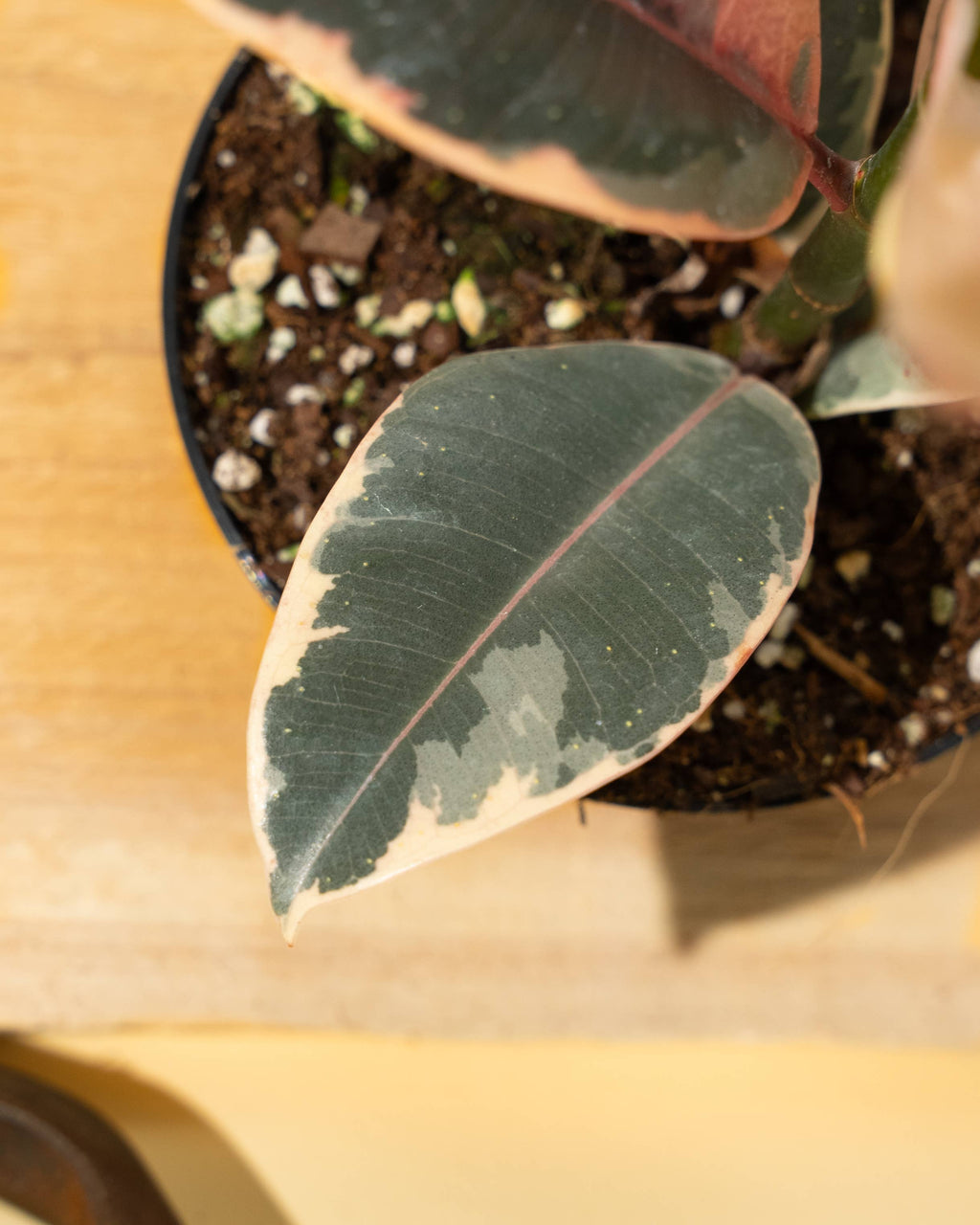 4" Ficus 'Tineke'