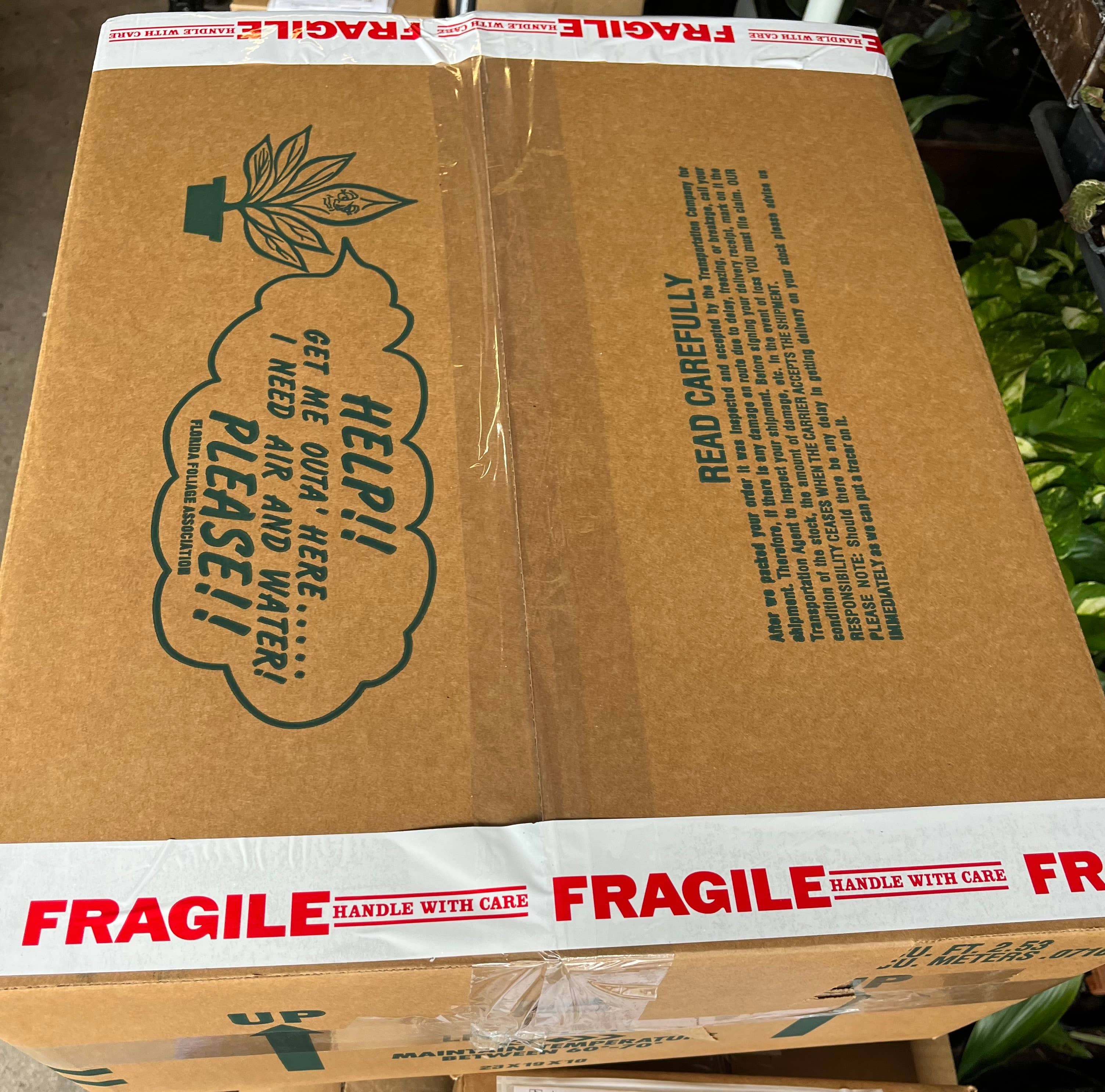 Philodendron Pink Princess in 4" Pots