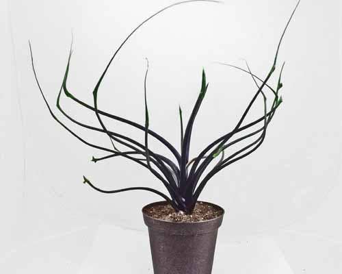 Perfect Plant Clearance - No damage. No pots. Good price.