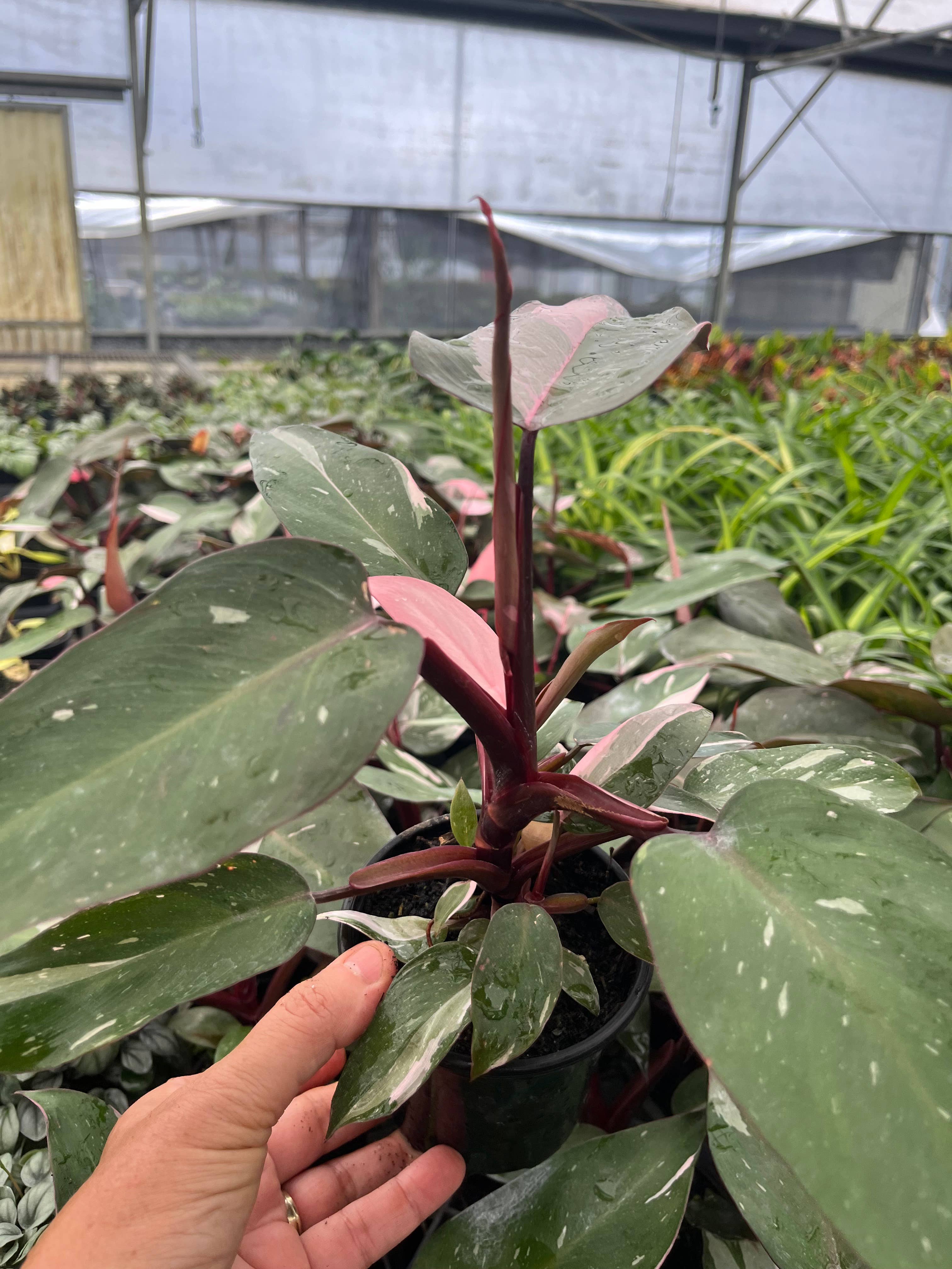 Philodendron Pink Princess in 4" Pots
