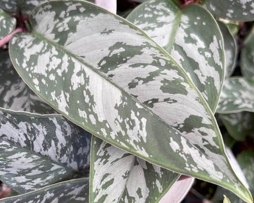 Perfect Plant Clearance - No damage. No pots. Good price.