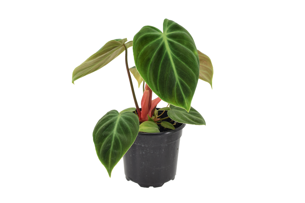 Philodendron El Choco Red 4 inch in Grower Pot