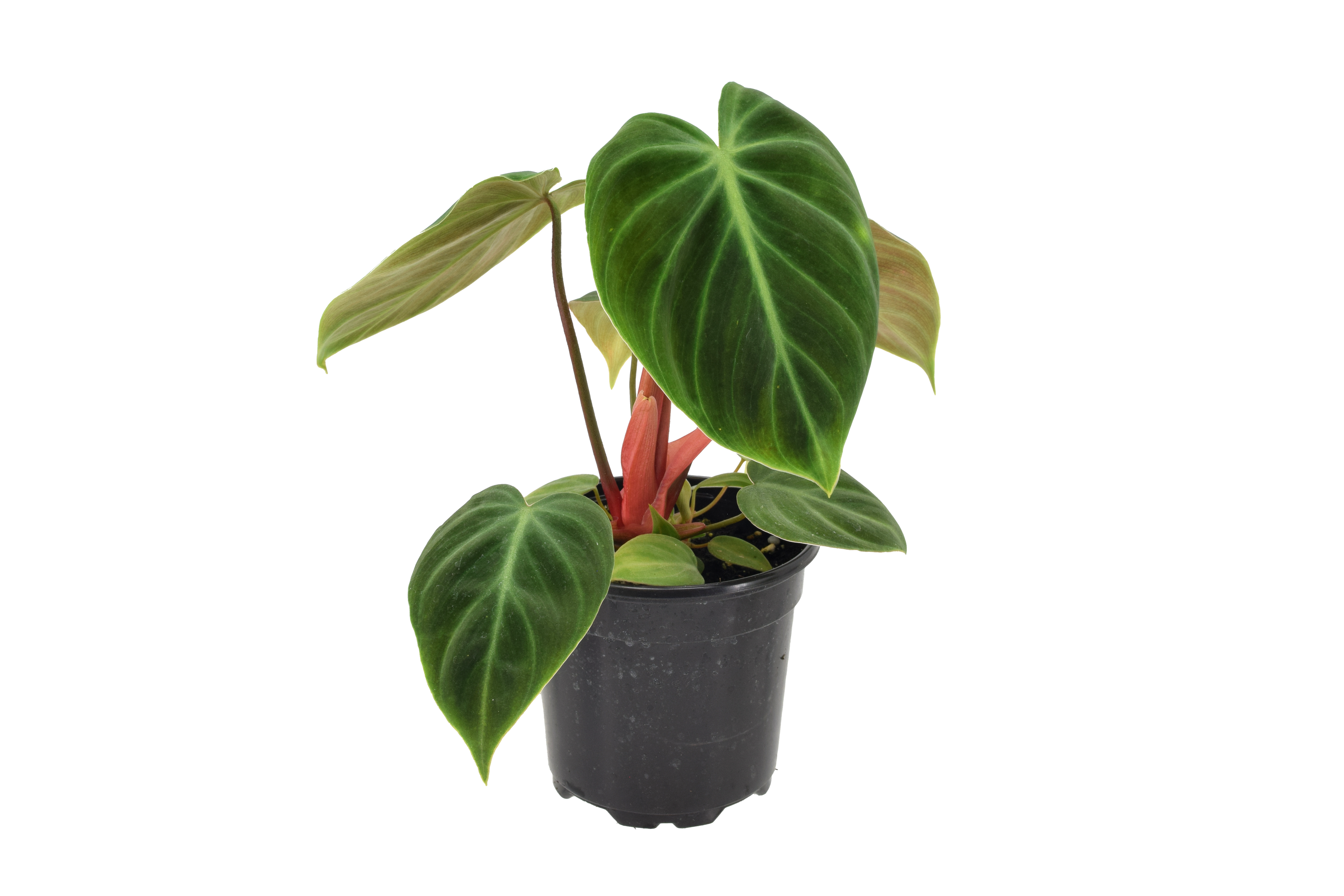 Philodendron El Choco Red 4 inch in Grower Pot
