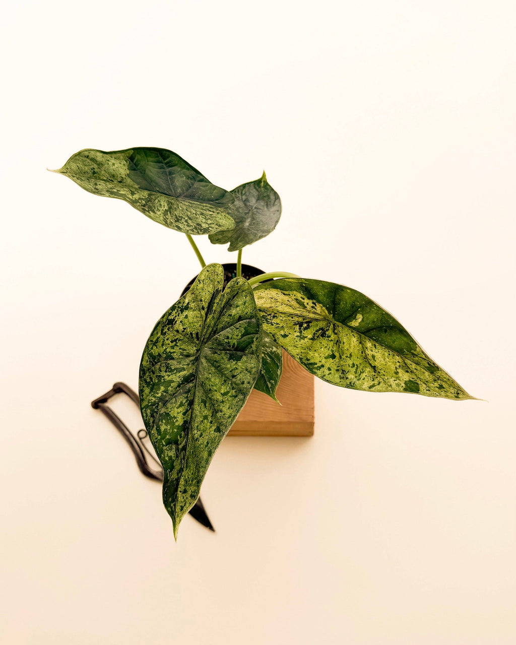 4" Variegated Alocasia 'Green Dragon Scale Mint'