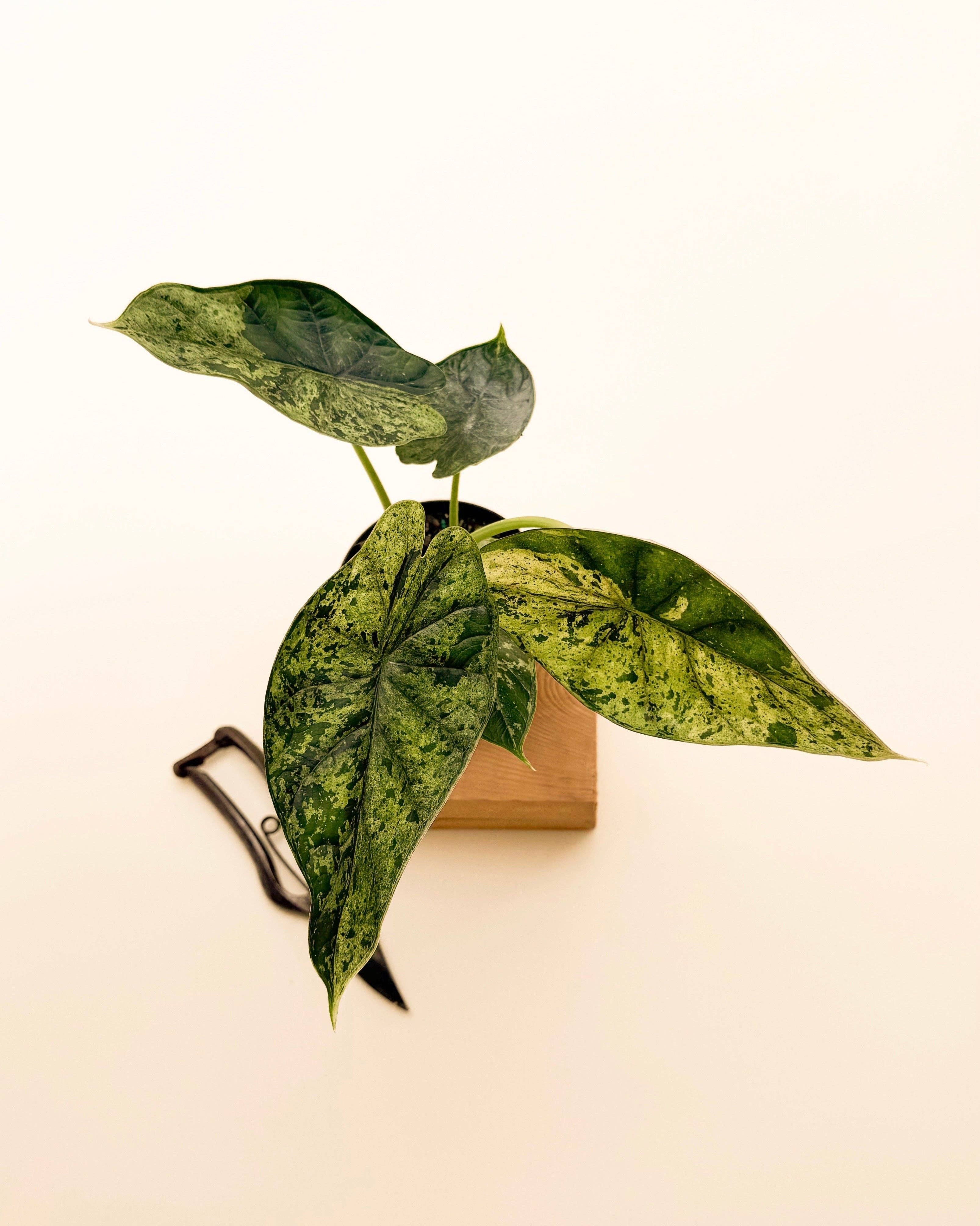 4" Variegated Alocasia 'Green Dragon Scale Mint'