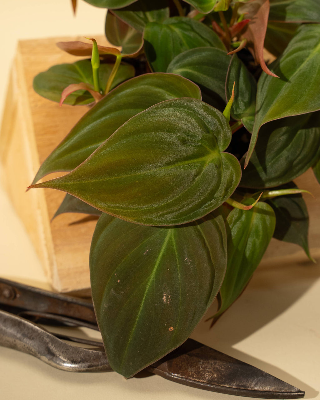 4" Philodendron 'Micans'