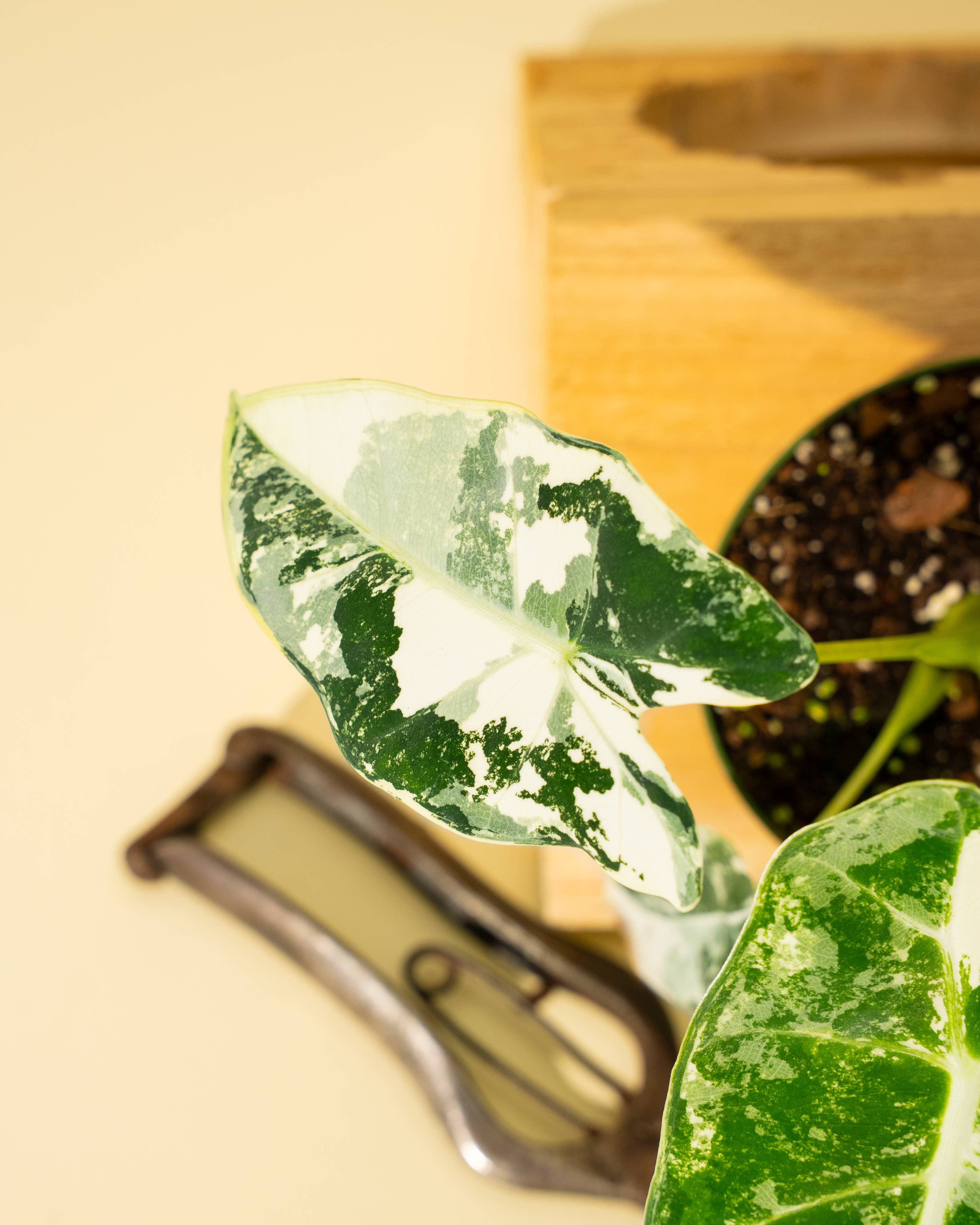 4" Variegated Alocasia 'Frydek'
