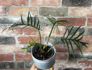 Philodendron Tortum. 2-3 inch starter plant.