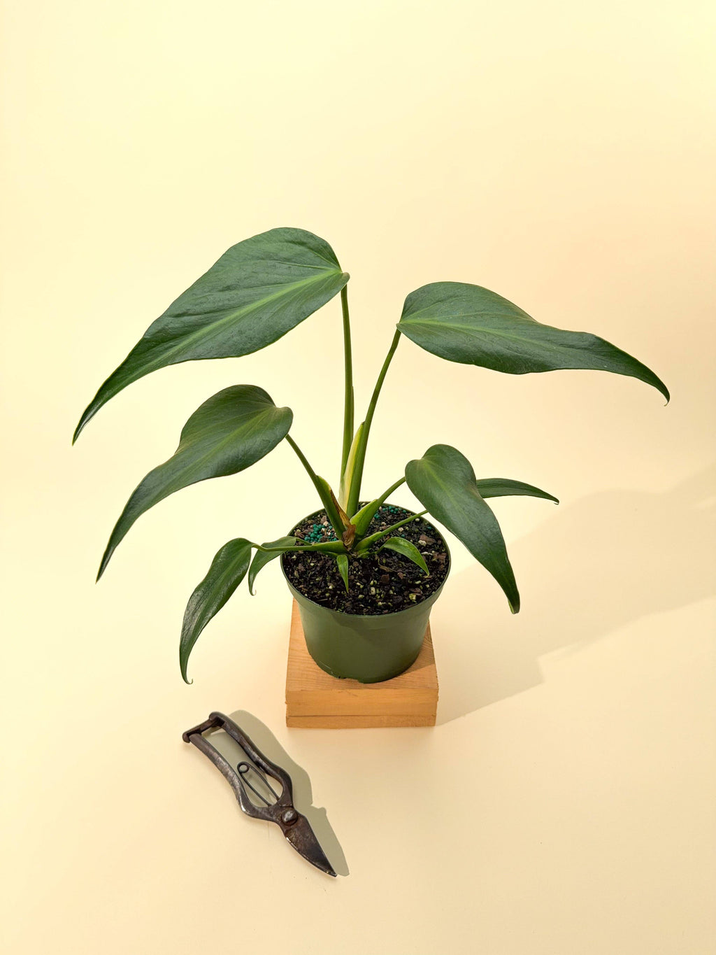 6" Monstera 'Burle Marx Flame'