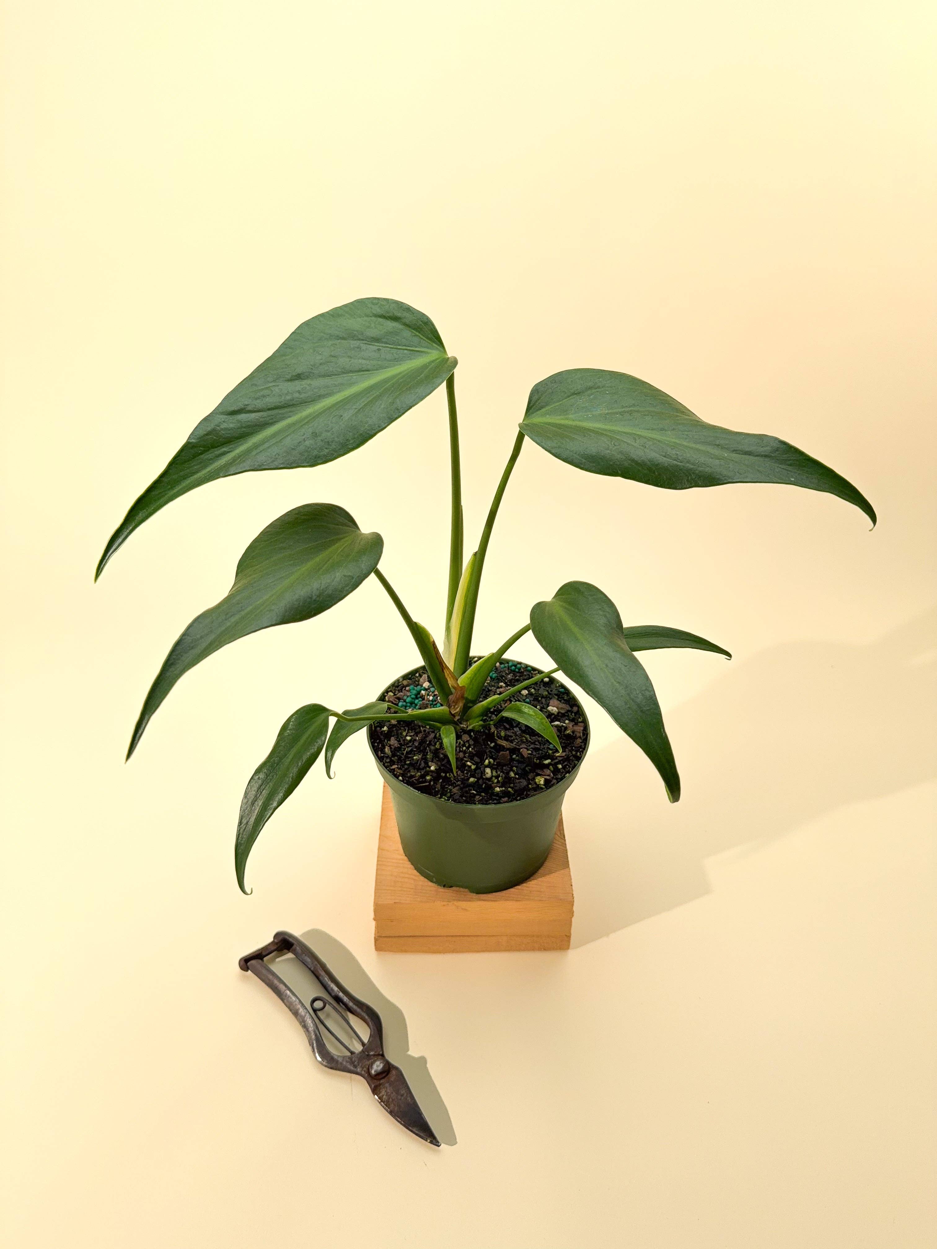 6" Monstera 'Burle Marx Flame'