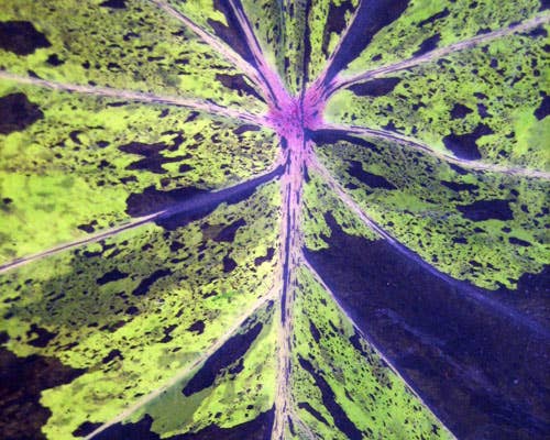 Perfect Plant Clearance - No damage. No pots. Good price.