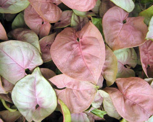 Syngonium Neon Robusta