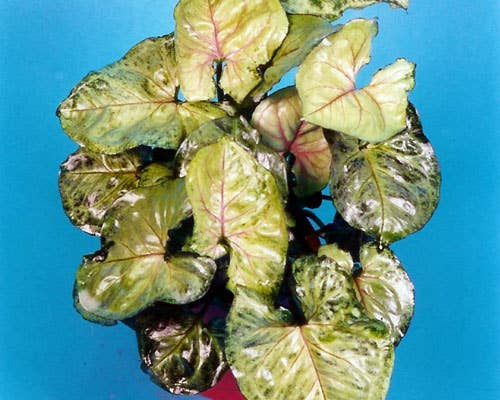 Syngonium Bob Allusion