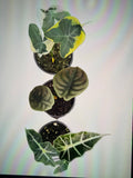 4" Alocasia COMBO Live Plant Assortment