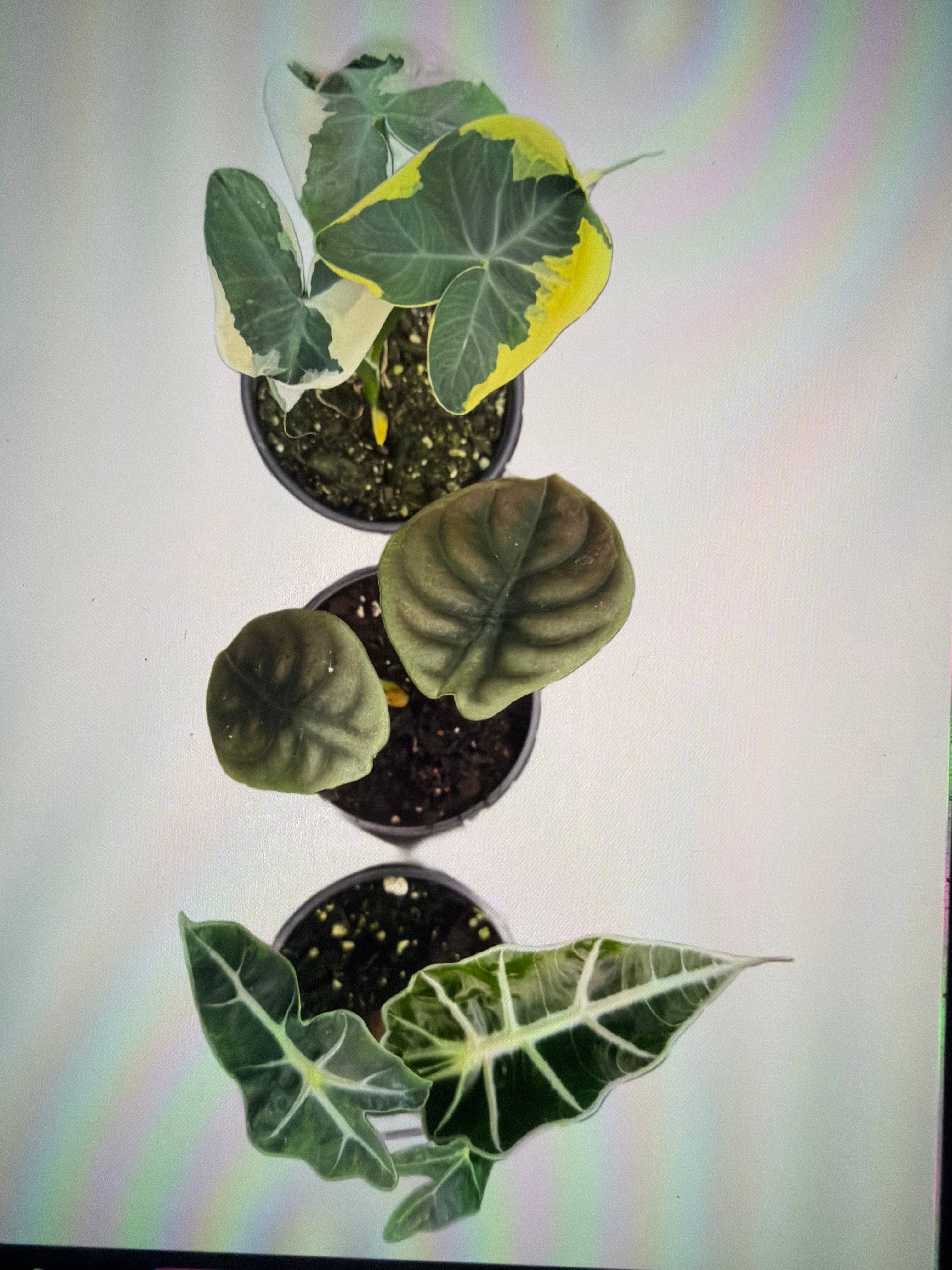 4" Alocasia COMBO Live Plant Assortment