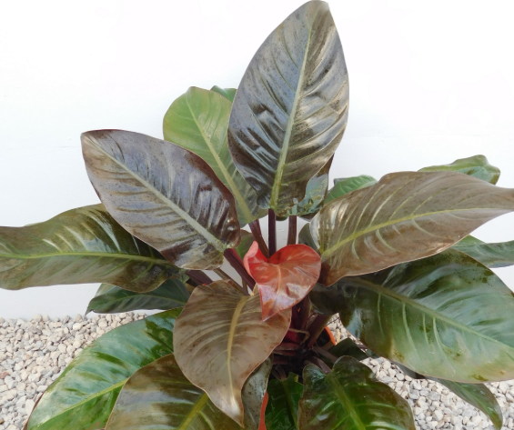 Philodendron Imperial Red. 2-3 inch starter plant.