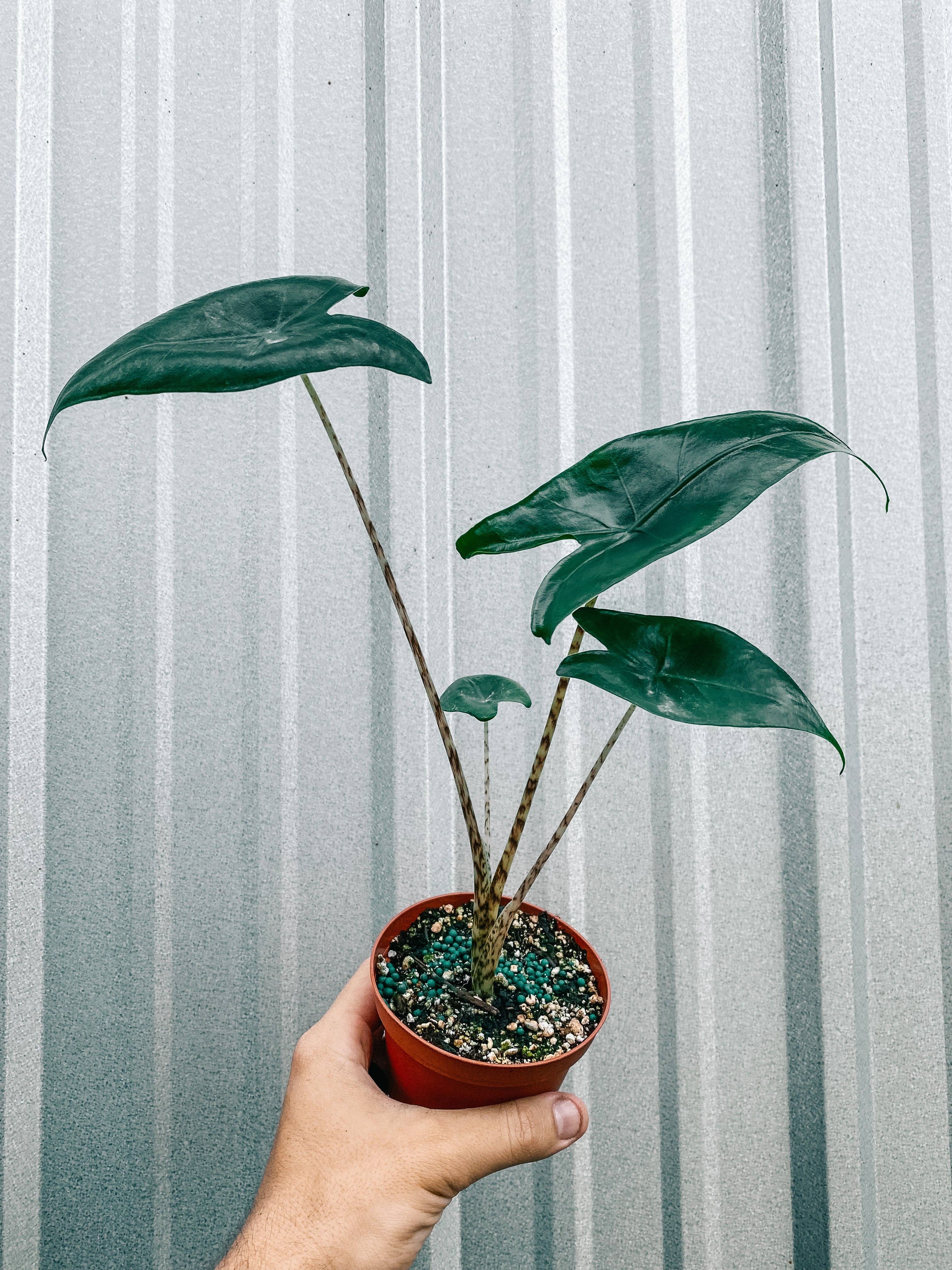 4" Alocasia 'Zebrina'