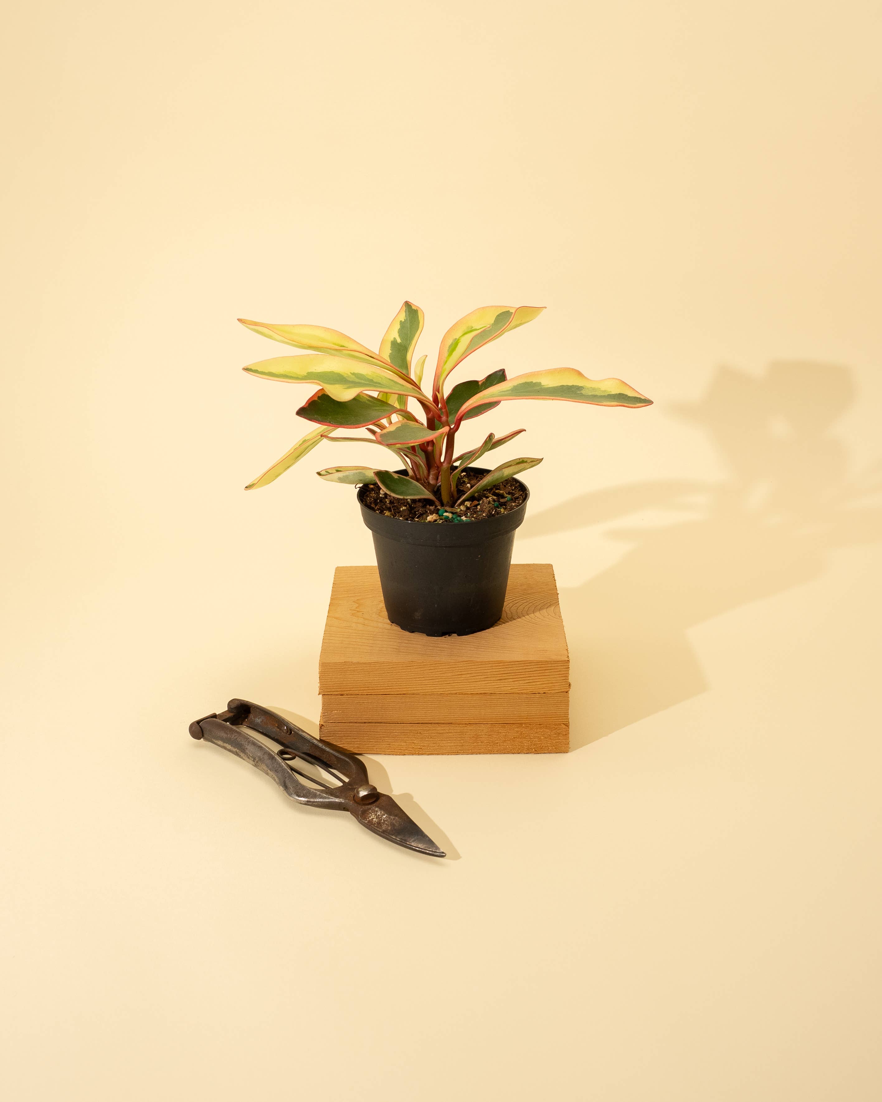 4" Peperomia 'Ginny'